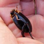 Three-punctured Diving Beetle (Cybister tripunctatus), Alice Springs NT