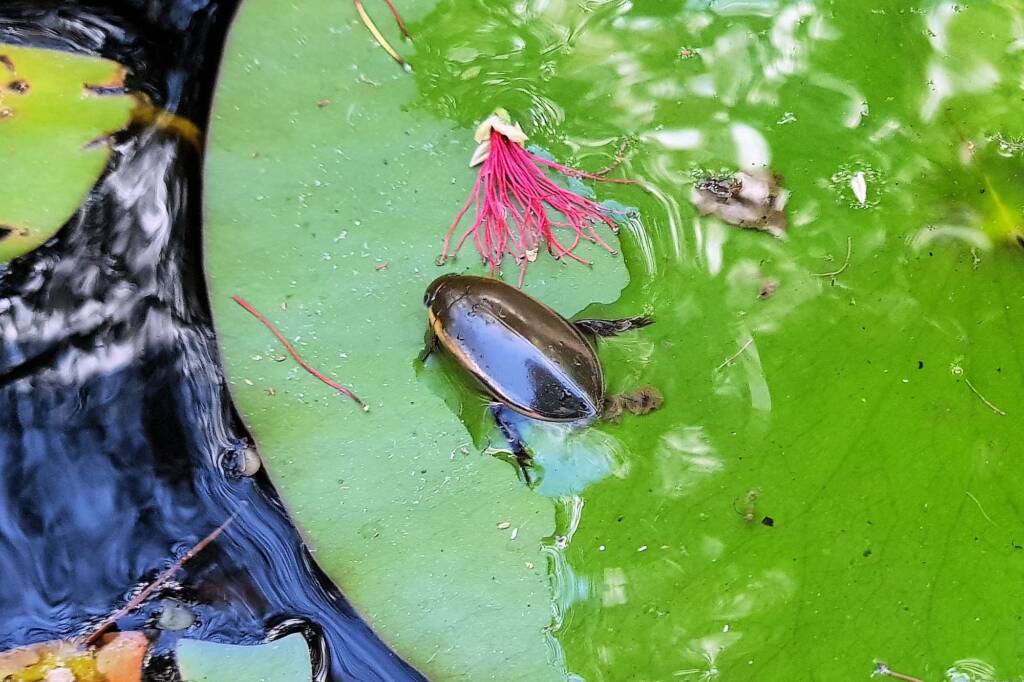 Three-punctured Diving Beetle (Cybister tripunctatus), Alice Springs NT