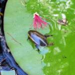 Three-punctured Diving Beetle (Cybister tripunctatus), Alice Springs NT