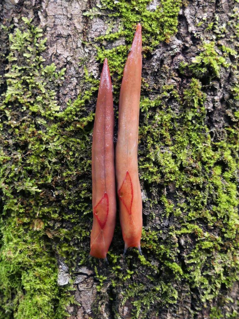 Red Triangle Slug (Triboniophorus graeffei), Gold Coast QLD © Stefan Jones