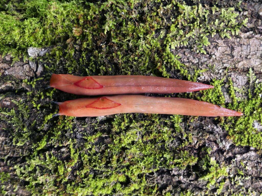 Red Triangle Slug (Triboniophorus graeffei), Gold Coast QLD © Stefan Jones