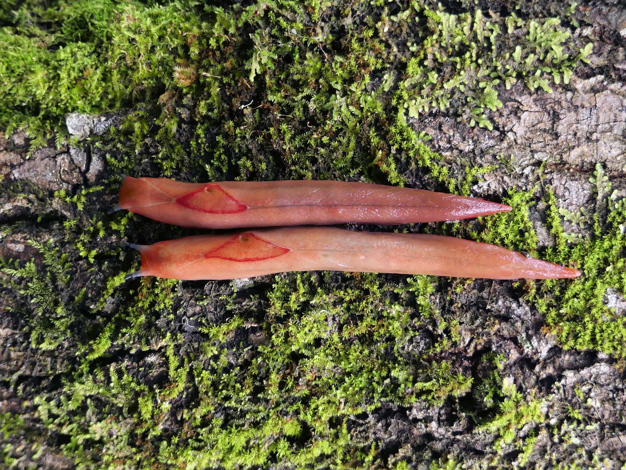 Red Triangle Slug (Triboniophorus graeffei), Gold Coast QLD © Stefan Jones