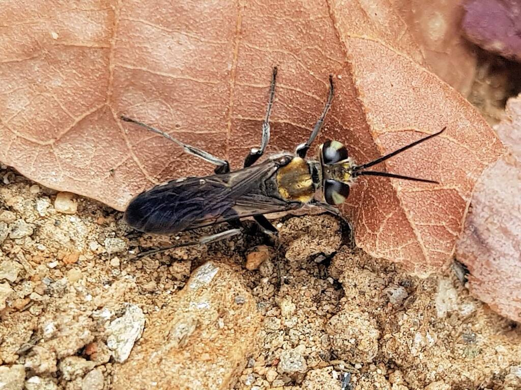 Liris (Wasp), family Crabronidae, Alice Springs NT