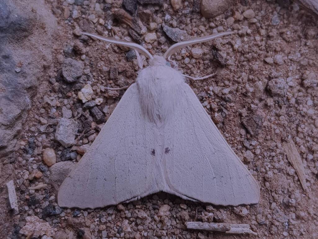 Arhodia lasiocamparia (Pink Arhodia), Alice Springs NT