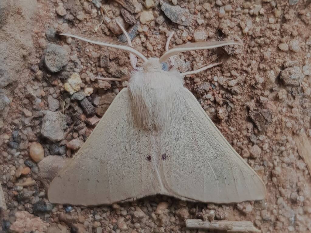 Arhodia lasiocamparia (Pink Arhodia), Alice Springs NT