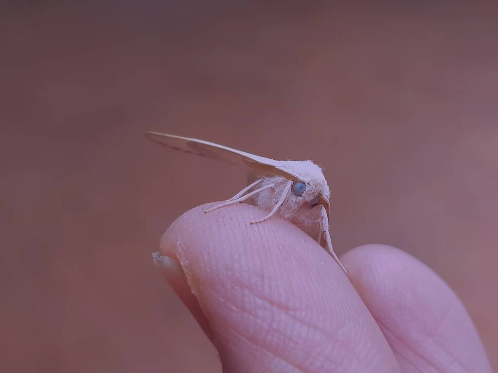 Arhodia lasiocamparia (Pink Arhodia), Alice Springs NT