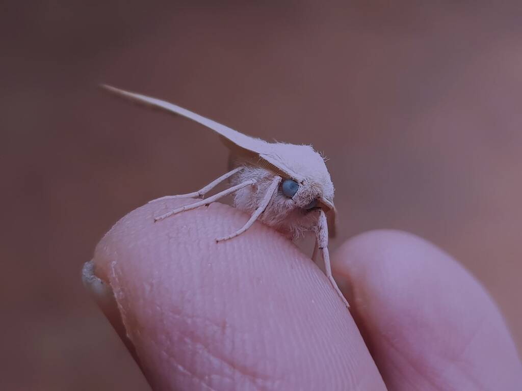 Arhodia lasiocamparia (Pink Arhodia), Alice Springs NT