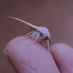 Arhodia lasiocamparia (Pink Arhodia), Alice Springs NT