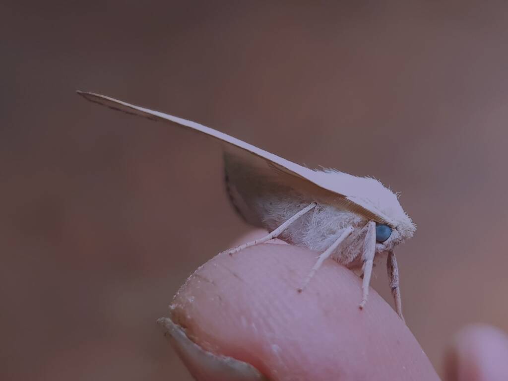 Arhodia lasiocamparia (Pink Arhodia), Alice Springs NT