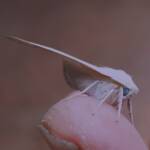 Arhodia lasiocamparia (Pink Arhodia), Alice Springs NT