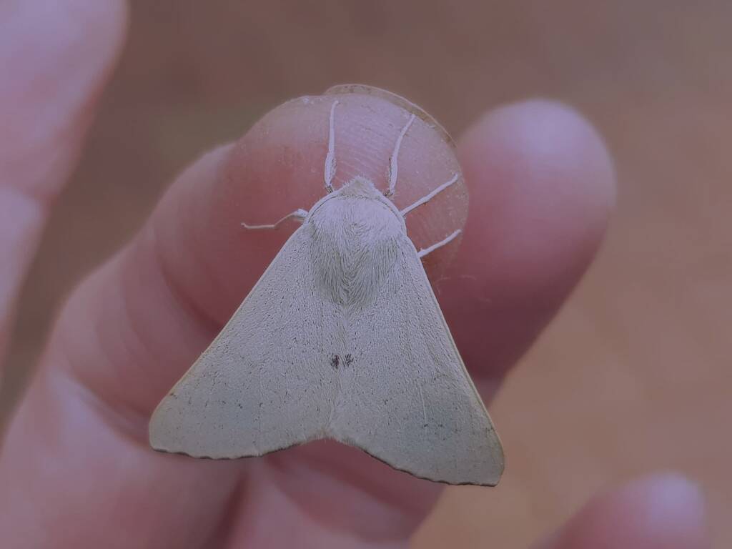 Arhodia lasiocamparia (Pink Arhodia), Alice Springs NT
