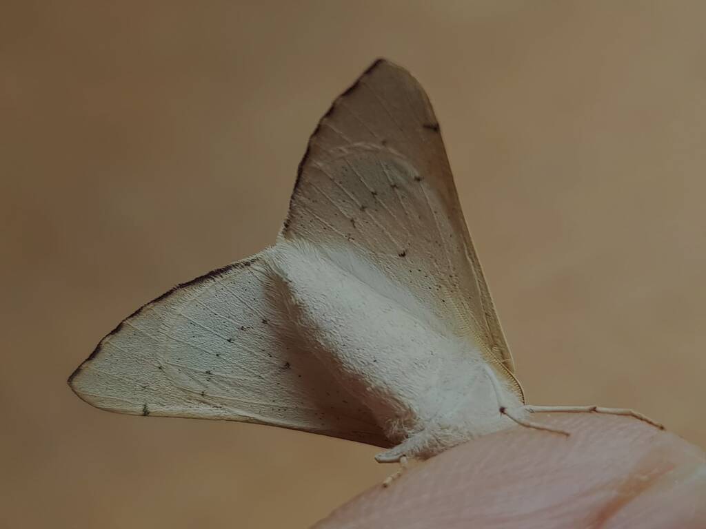 Arhodia lasiocamparia (Pink Arhodia), Alice Springs NT