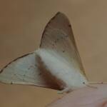 Arhodia lasiocamparia (Pink Arhodia), Alice Springs NT