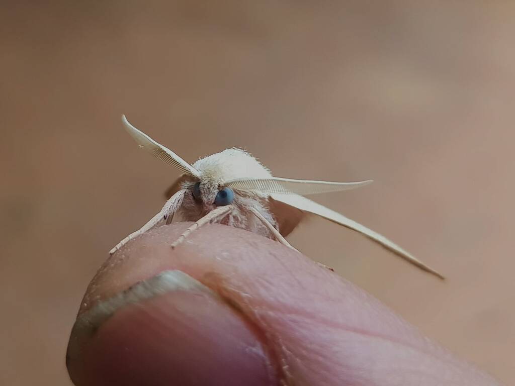 Arhodia lasiocamparia (Pink Arhodia), Alice Springs NT