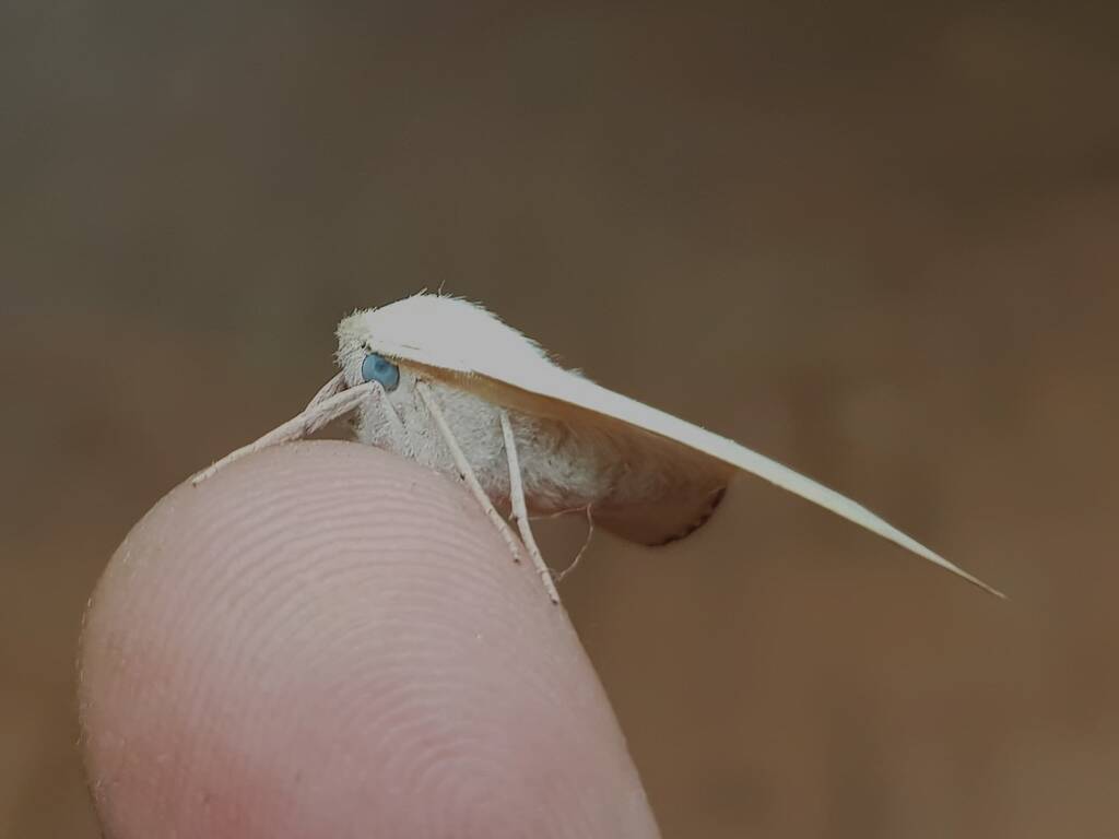 Arhodia lasiocamparia (Pink Arhodia), Alice Springs NT