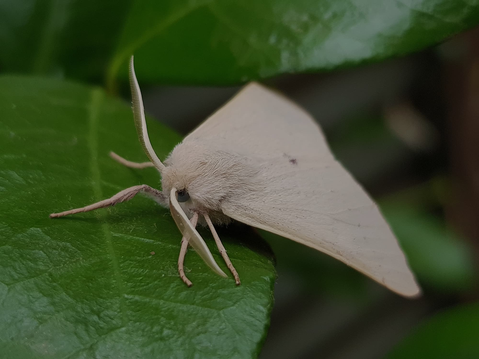 Arhodia lasiocamparia (Pink Arhodia), Alice Springs NT