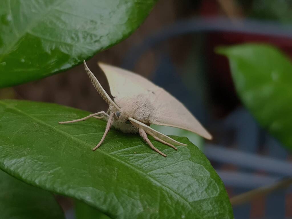 Arhodia lasiocamparia (Pink Arhodia), Alice Springs NT