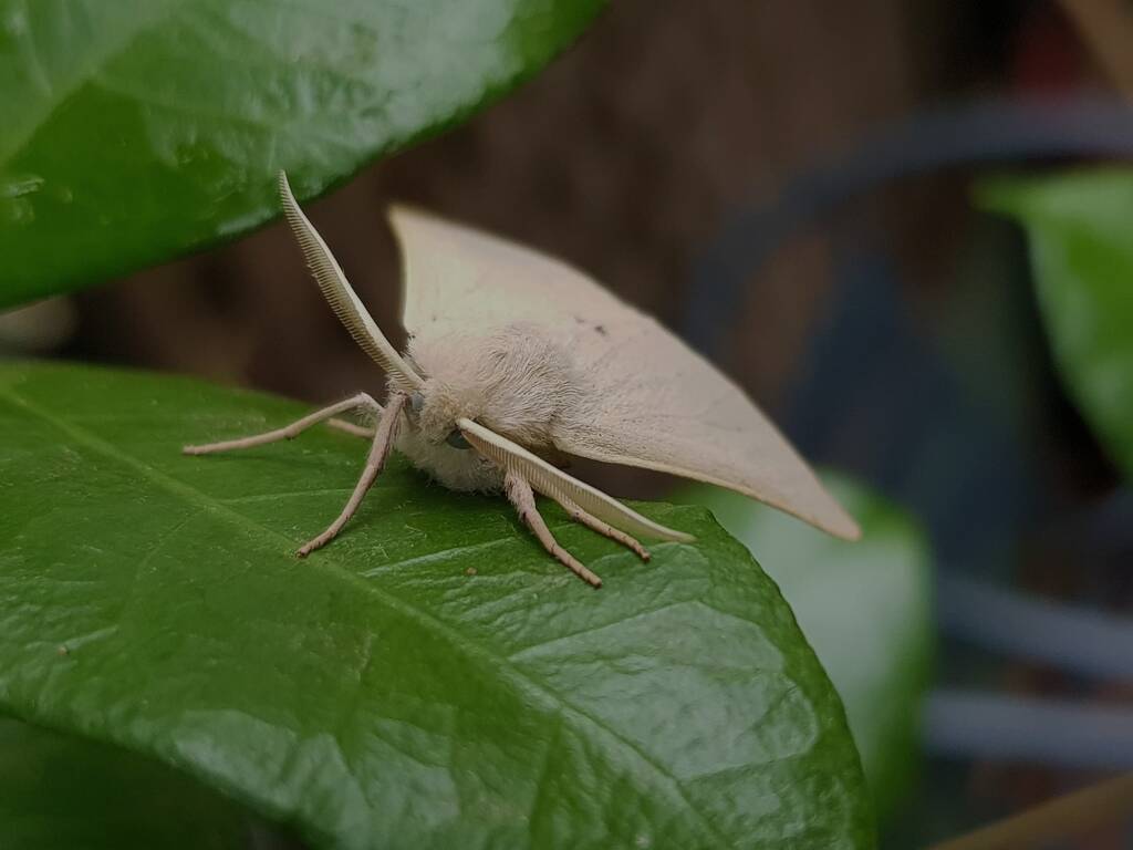 Arhodia lasiocamparia (Pink Arhodia), Alice Springs NT
