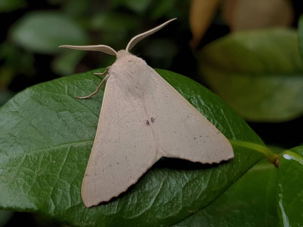 Arhodia lasiocamparia (Pink Arhodia), Alice Springs NT