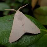 Arhodia lasiocamparia (Pink Arhodia), Alice Springs NT
