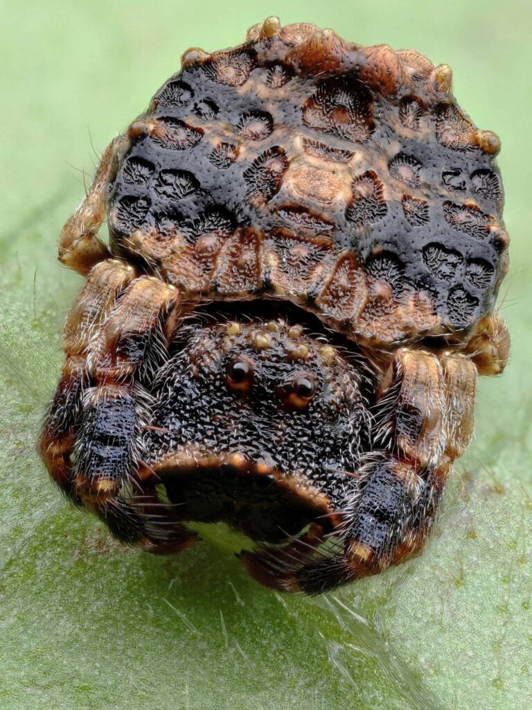 Knobbly Arkys (Arkys tuberculatus), Woy Woy Bay NSW © Michael Doe