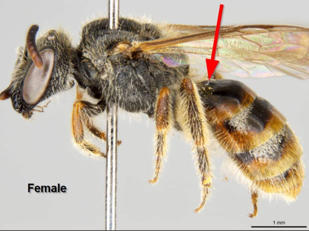 Australia’s “Marsupial” bee, Lasioglossum (Ctenonomia) picticorne © Ken Walker