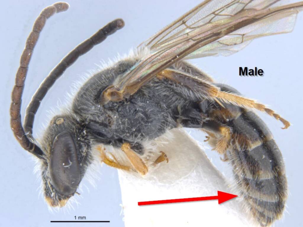 Australia’s “Marsupial” bee, Lasioglossum (Ctenonomia) picticorne © Ken Walker