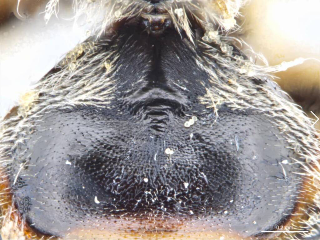 Australia’s “Marsupial” bee, Lasioglossum (Ctenonomia) picticorne © Ken Walker