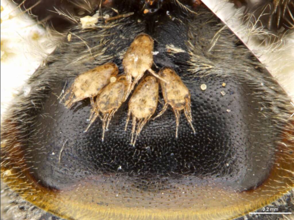 Australia’s “Marsupial” bee, Lasioglossum (Ctenonomia) picticorne © Ken Walker