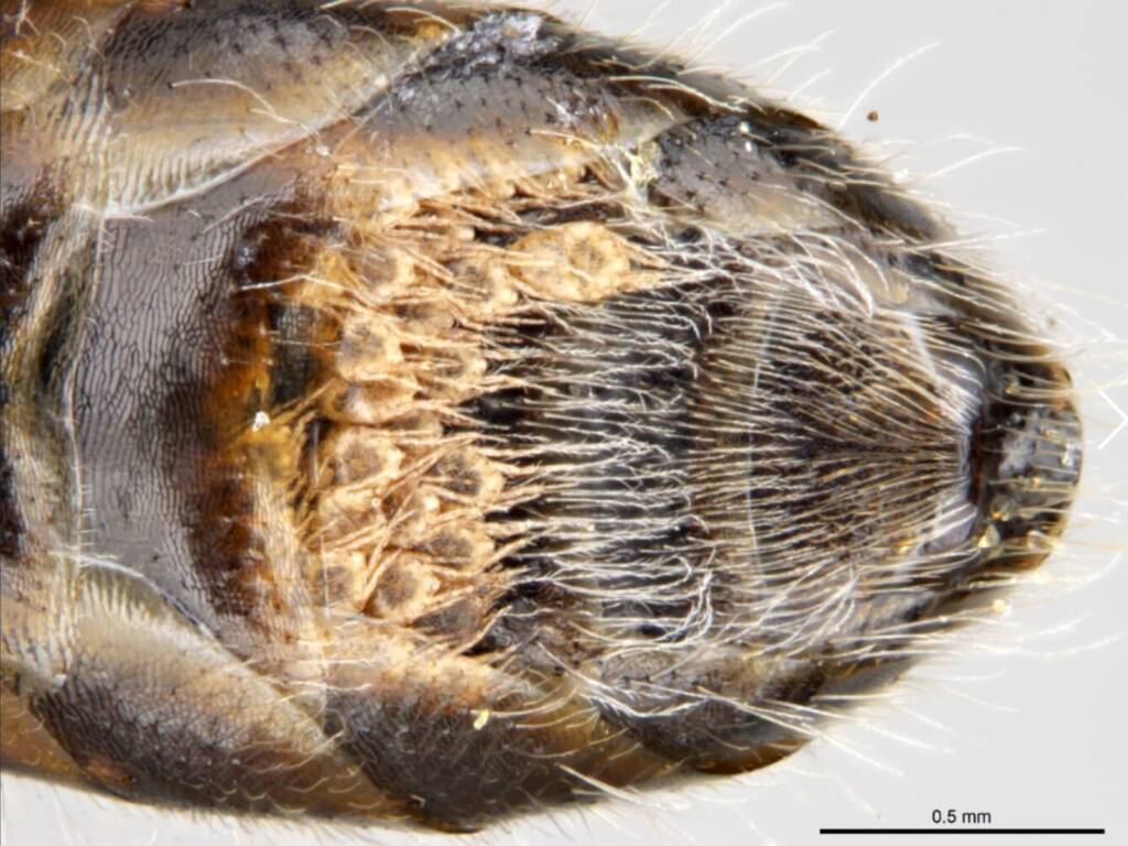 Australia’s “Marsupial” bee, Lasioglossum (Ctenonomia) picticorne © Ken Walker