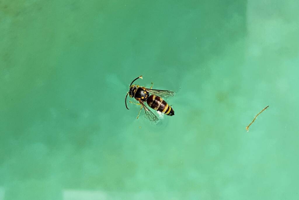 Bembecinus (Sand Wasp), Alice Springs NT
