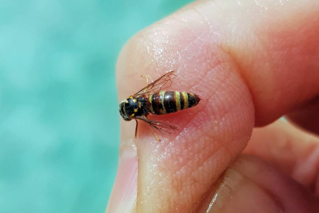 Bembecinus (Sand Wasp), Alice Springs NT