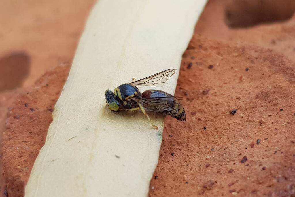 Bembecinus (Sand Wasp), Alice Springs NT