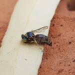 Bembecinus (Sand Wasp), Alice Springs NT