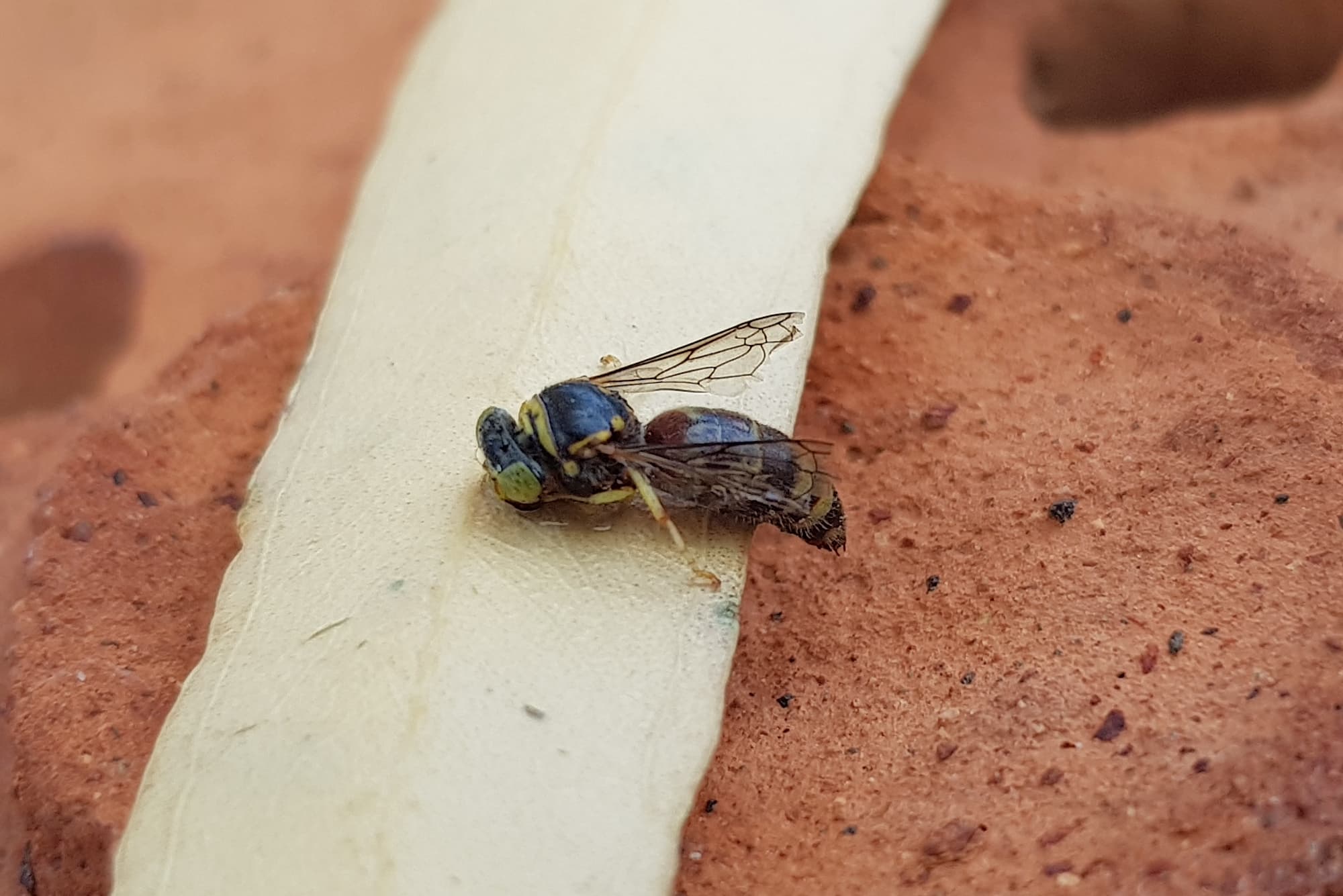 Bembecinus (Sand Wasp), Alice Springs NT