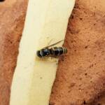 Bembecinus (Sand Wasp), Alice Springs NT