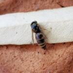 Bembecinus (Sand Wasp), Alice Springs NT