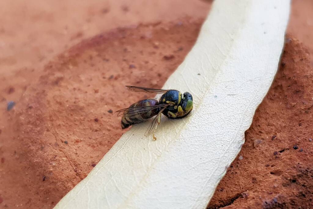 Bembecinus (Sand Wasp), Alice Springs NT