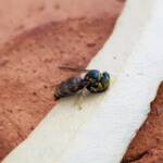 Bembecinus (Sand Wasp), Alice Springs NT
