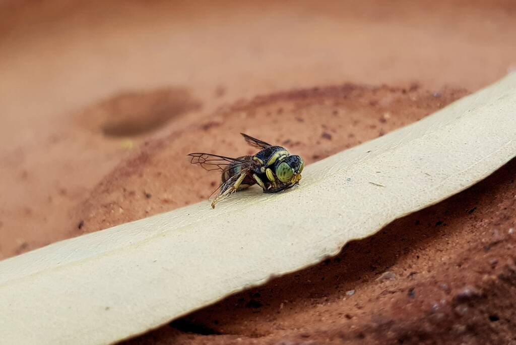 Bembecinus (Sand Wasp), Alice Springs NT