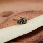 Bembecinus (Sand Wasp), Alice Springs NT