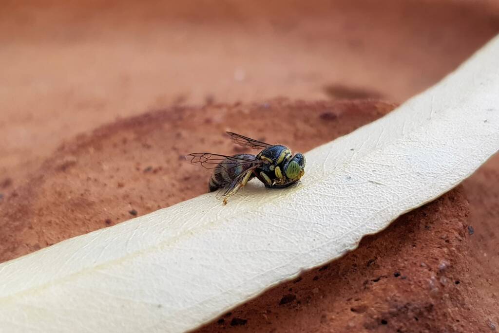Bembecinus (Sand Wasp), Alice Springs NT