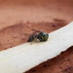 Bembecinus (Sand Wasp), Alice Springs NT
