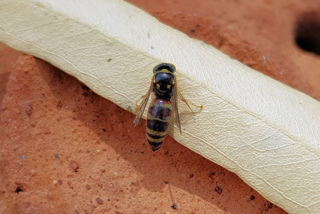 Bembecinus (Sand Wasp), Alice Springs NT