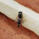 Bembecinus (Sand Wasp), Alice Springs NT