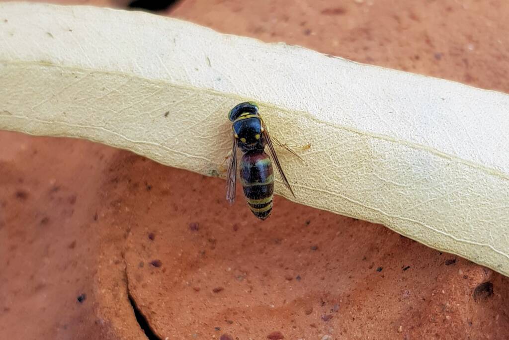 Bembecinus (Sand Wasp), Alice Springs NT