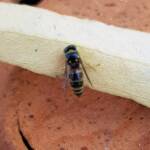 Bembecinus (Sand Wasp), Alice Springs NT