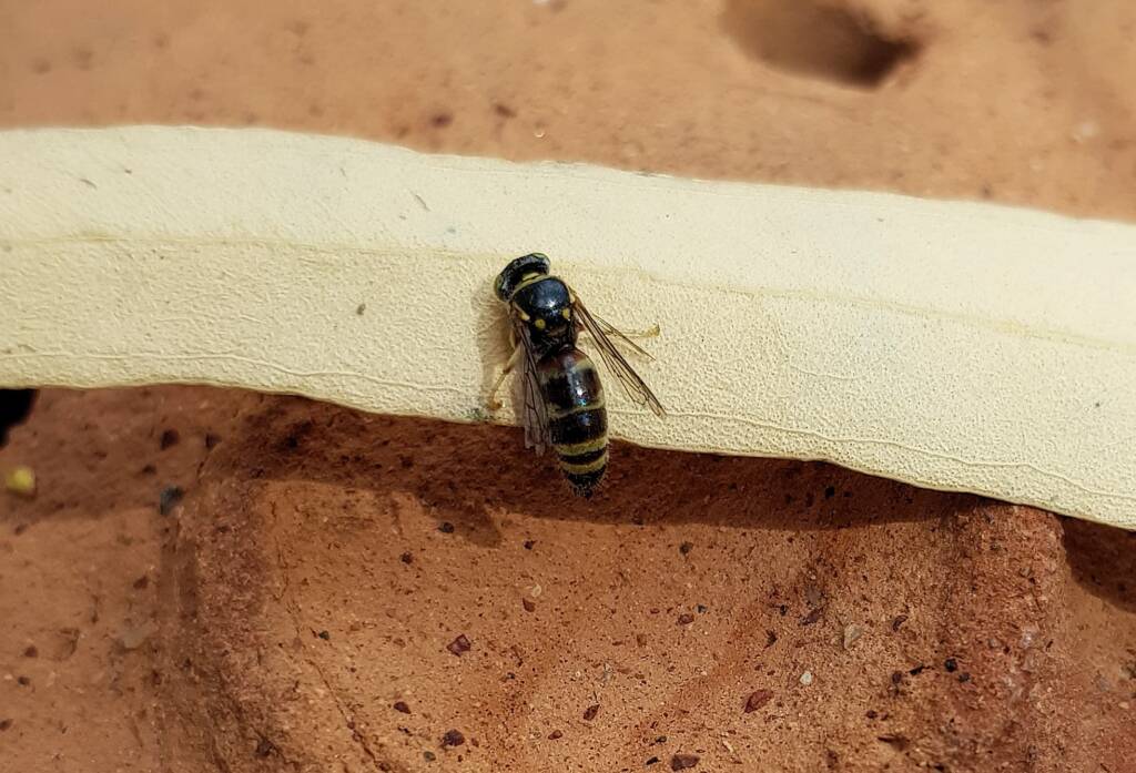 Bembecinus (Sand Wasp), Alice Springs NT
