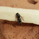 Bembecinus (Sand Wasp), Alice Springs NT