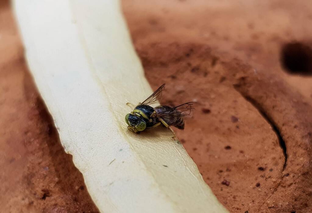 Bembecinus (Sand Wasp), Alice Springs NT